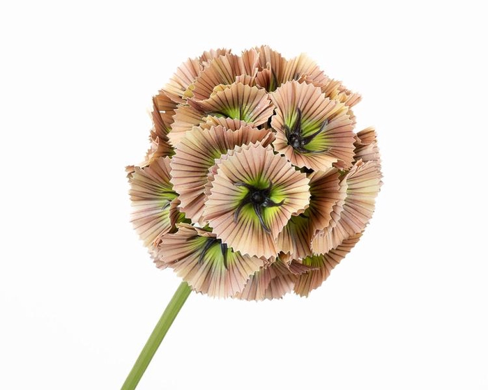Scabiosa Pink Light