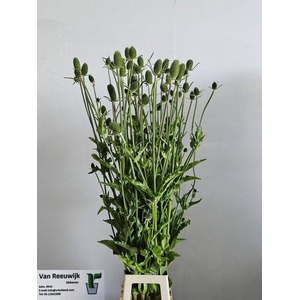 DIPSACUS