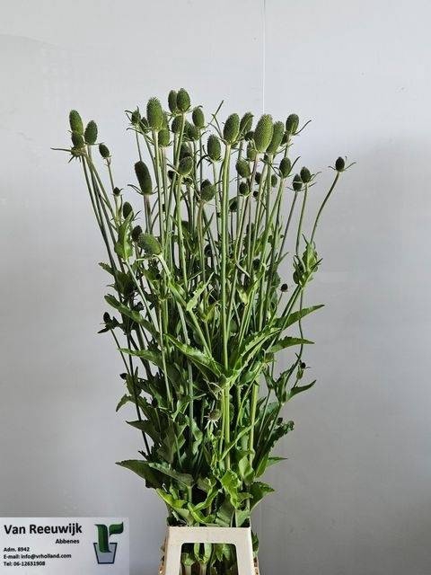 <h4>DIPSACUS</h4>