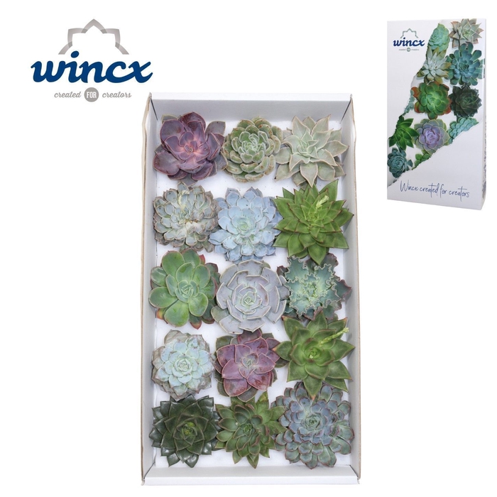 Echeveria Mix (wincx) Cutfl (15spc.)