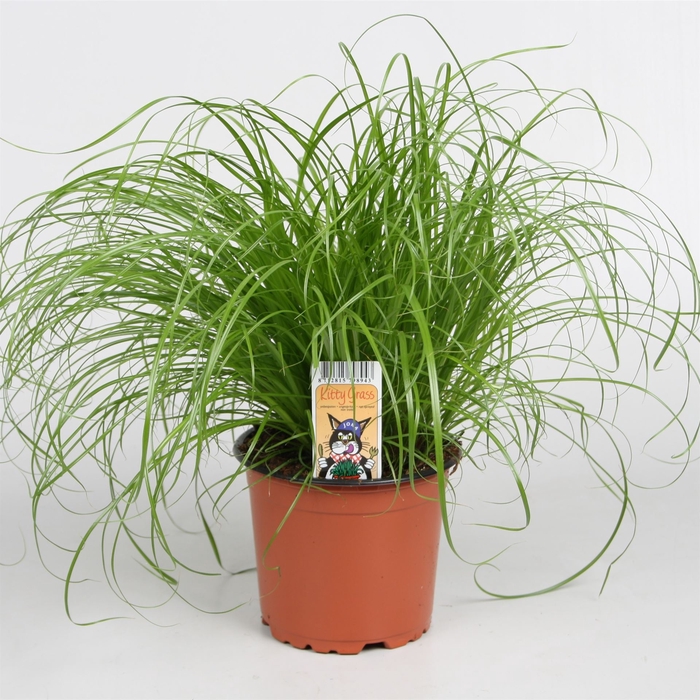 <h4>Cyperus alternifolius 'Zumula'</h4>