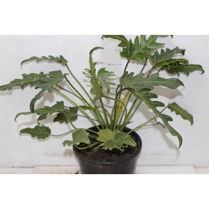 PHILODENDRON XANADU P23
