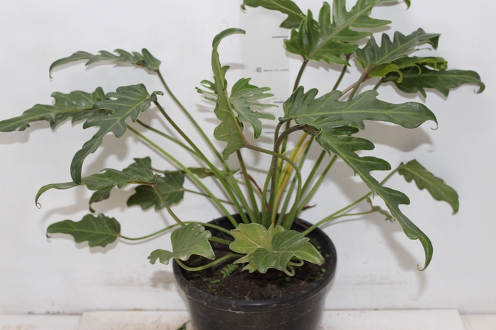 <h4>PHILODENDRON XANADU P23</h4>