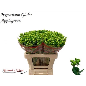 HYP GLOBO APPLEGREEN