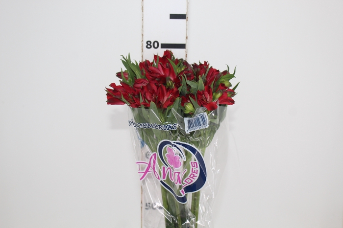 <h4>ALSTROEMERIA NATALYA 080 CM</h4>