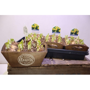 arr8 Arr N Tete A Tete In Houten Bakje