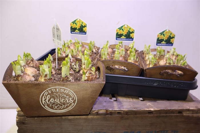 <h4>arr8 Arr N Tete A Tete In Houten Bakje</h4>