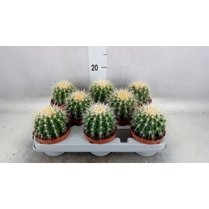 Echinocactus grusonii