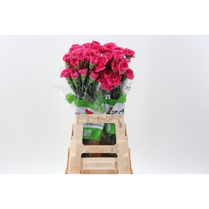 Dianthus ST 'Mozart'
