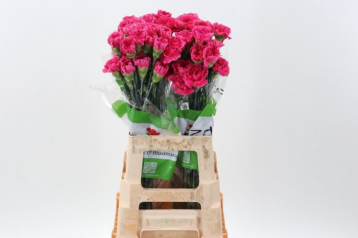 <h4>Dianthus ST 'Mozart'</h4>