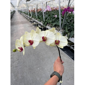 Phalaenopsis