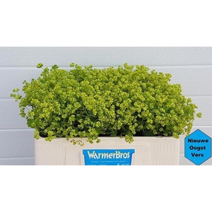 Alchemilla Mollis Robustica