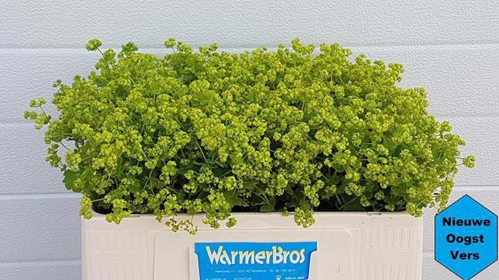 <h4>Alchemilla Mollis Robustica</h4>