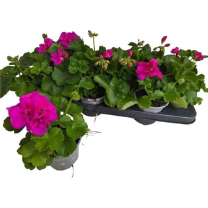 PEL CALLIOP LAV SPLA