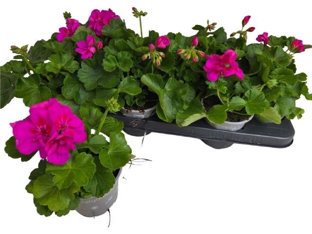 <h4>PEL CALLIOP LAV SPLA</h4>