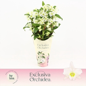 Dendrobium Nobilé, Apollon 4-spike 'Exclusiva Orchidea' Potcover