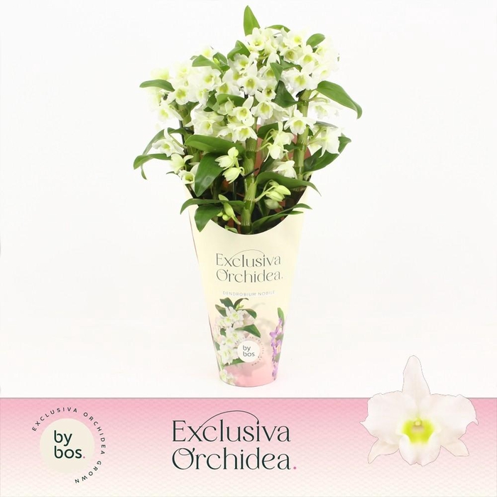 <h4>Dendrobium Nobilé, Apollon 4-spike 'Exclusiva Orchidea' Potcover</h4>