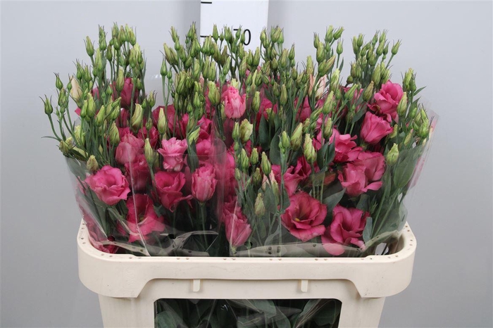 <h4>Eus G Mariachi Carmine</h4>