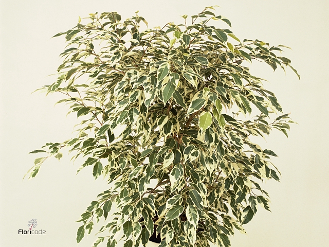 Ficus benja. 'Starlight'