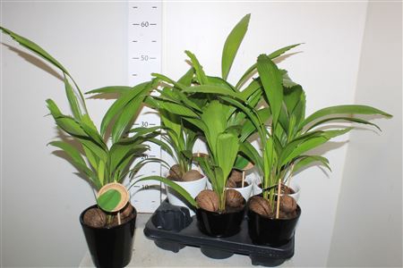 <h4>Licuala Ceramic</h4>