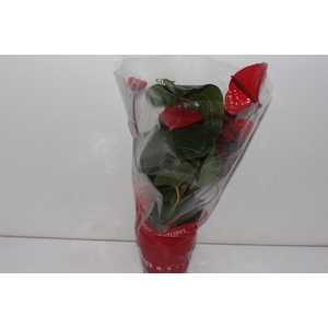 ANTHURIUM CASANOVA P17 VERMELHO