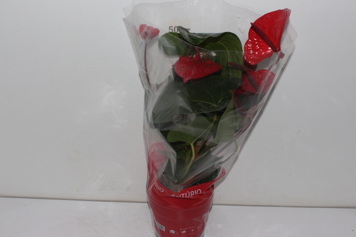 ANTHURIUM CASANOVA P17 VERMELHO