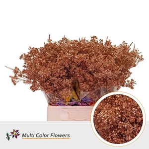 Chamelaucium DYED Copper