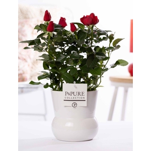 Rosa red in P&PURE Plant Vase Maxima white