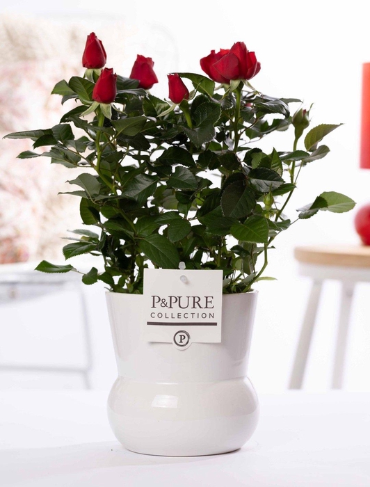 <h4>Rosa red in P&PURE Plant Vase Maxima white</h4>