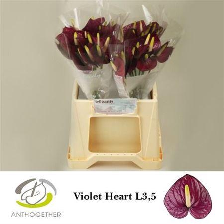 <h4>Anth A Violet Heart</h4>