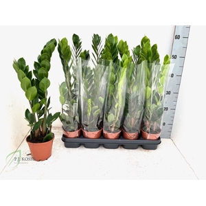 ZAMIO ZAMIIFOLIA