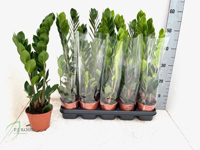 <h4>ZAMIO ZAMIIFOLIA</h4>