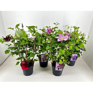 Nolina Clematis | Boulevard® Op kleur/ Mix per laag