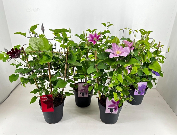 <h4>Nolina Clematis | Boulevard® Op kleur/ Mix per laag</h4>