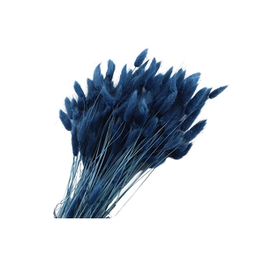 Lagurus Blue Dark