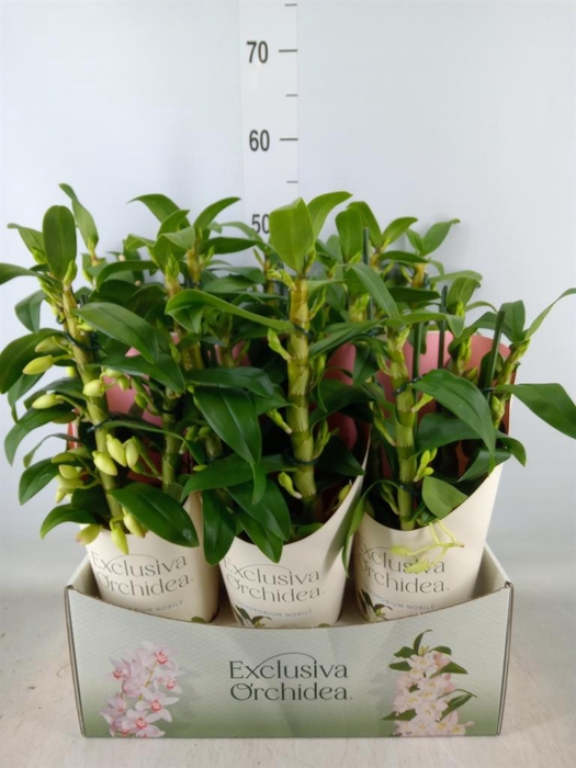 <h4>Dendrobium nob. 'StarCla Apollon'</h4>