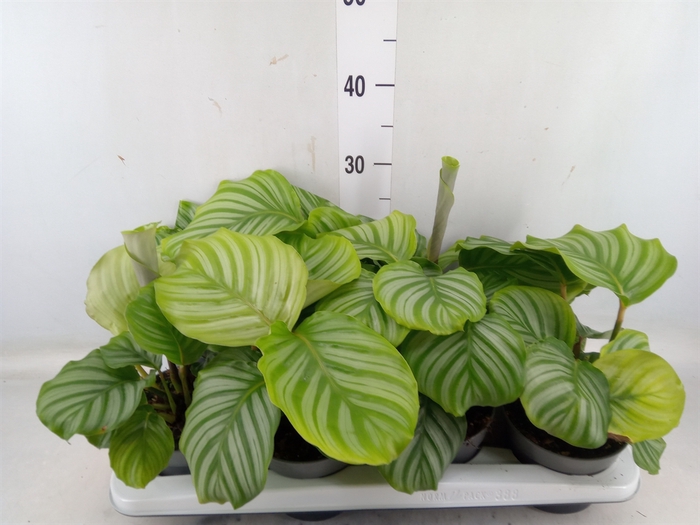 <h4>Calathea orbifolia</h4>