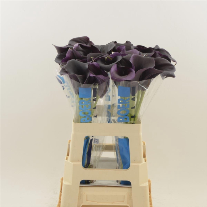 <h4>Calla Carrera</h4>