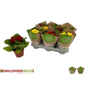 CALC X HERBEOHYBRIDA