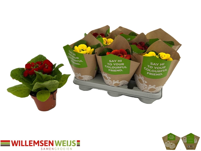 <h4>CALC X HERBEOHYBRIDA</h4>