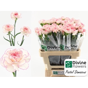 DI ST PASTEL DAMASCU