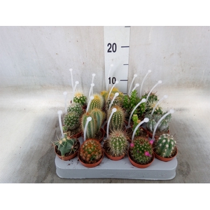 Cactus   ...mix