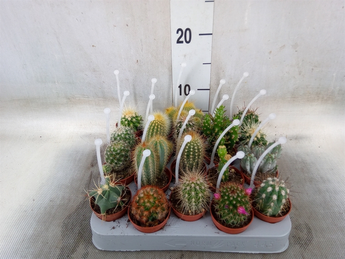 <h4>Cactus   ...mix</h4>