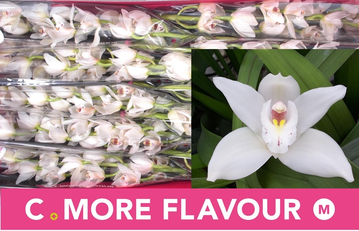 <h4>CYMB MI INSIGNE</h4>