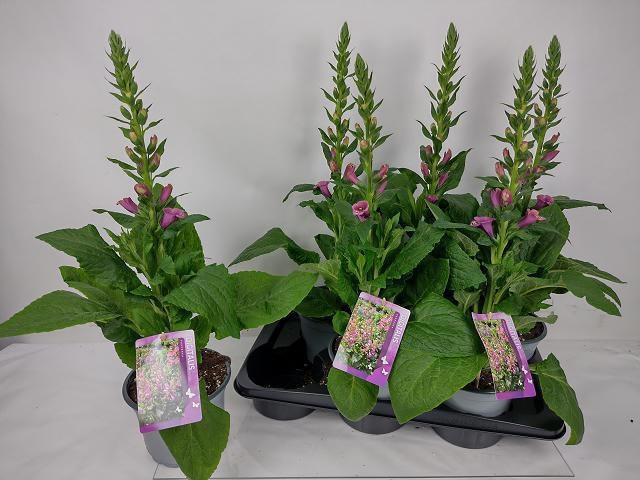 <h4>DIGI PURPUREA</h4>