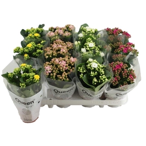 KALAN CALAN LUIJK MIX P9