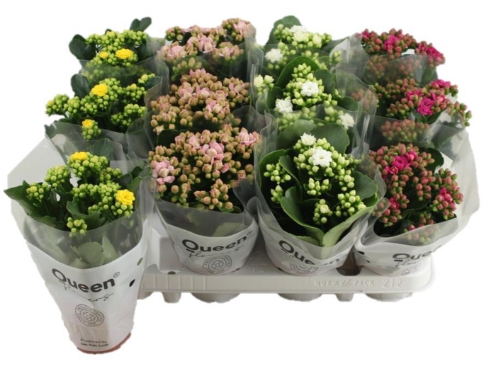 <h4>KALAN CALAN LUIJK MIX P9</h4>