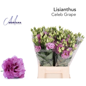 LIS G CELEB GRAPE LISIANTHUS 45CM C
