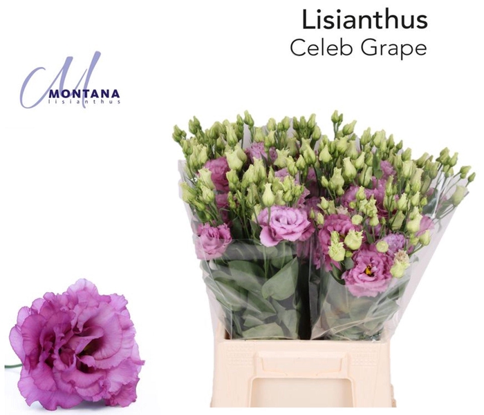 <h4>LIS G CELEB GRAPE LISIANTHUS 45CM C</h4>