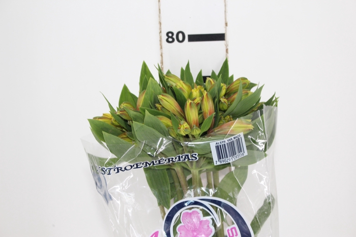 <h4>ALSTROEMERIA CARIBBEAN 080 CM</h4>